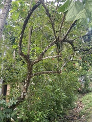 Premna obtusifolia