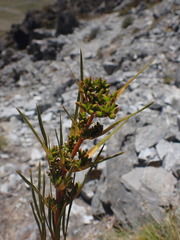 Aciphylla montana
