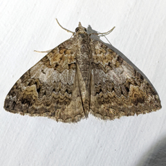 Chrysolarentia synchora