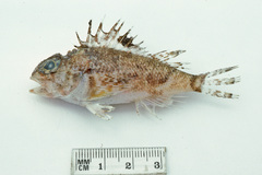 Maxillicosta whitleyi