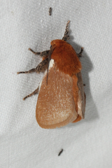 Comana albibasis