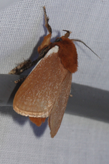 Comana albibasis