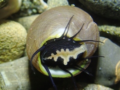 Tegula brunnea