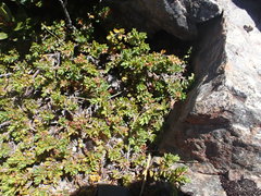 Pimelea oreophila lepta