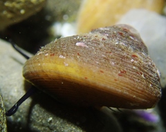 Tegula brunnea