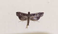 Hydriris