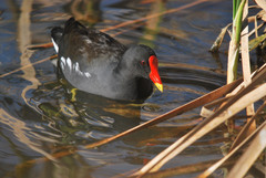 Gallinula chloropus meridionalis