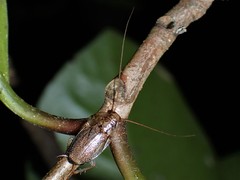 Parellipsidion latipenne