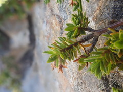 Pimelea oreophila lepta