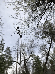 Fritillaria micrantha