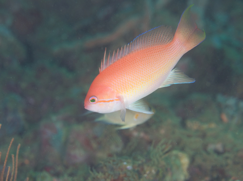 Luzon anthias (Pseudanthias luzonensis) — Serranidae — 5