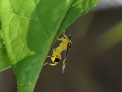 Conura dimidiata