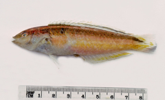 Suezichthys devisi