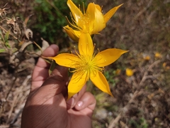 Mentzelia arborescens