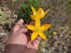Mentzelia arborescens