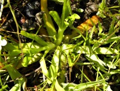 Plagiobothrys chorisianus hickmanii