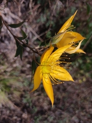 Mentzelia arborescens
