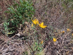 Mentzelia arborescens