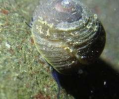 Tegula brunnea