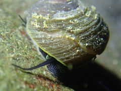 Tegula brunnea