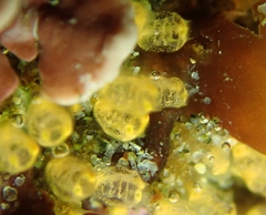 Pycnoclavella stanleyi