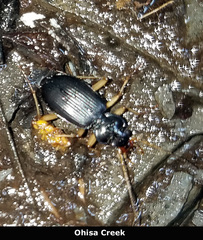 Nebria lacustris