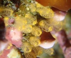 Pycnoclavella stanleyi