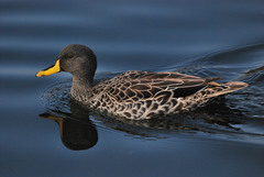 Anas undulata undulata