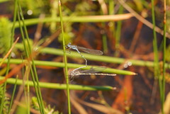 Austrolestes leda
