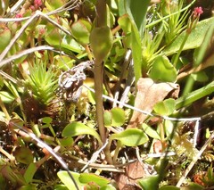 Gentianella bellidifolia