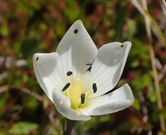 Gentianella bellidifolia