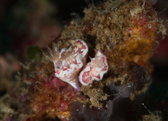Ceratosoma