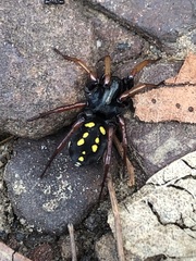 Habronestes hunti
