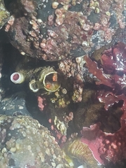 Discorsopagurus schmitti