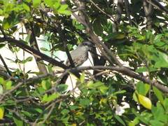 Tyrannus dominicensis