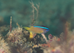 Chrysiptera caeruleolineata