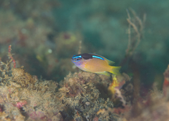 Chrysiptera caeruleolineata