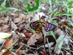 Dysphania subrepleta