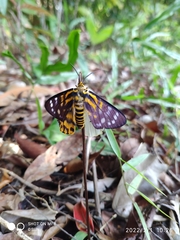 Dysphania subrepleta