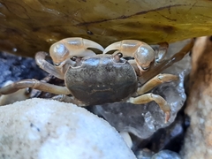 Cyclograpsus audouinii