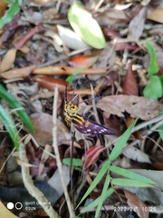 Dysphania subrepleta