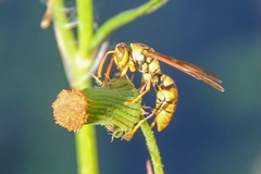 Polistes diabolicus