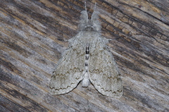 Calliteara lunulata