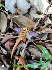 Dysphania subrepleta