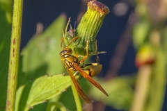 Polistes diabolicus