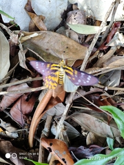 Dysphania subrepleta