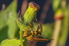 Polistes diabolicus