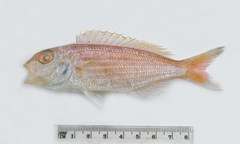 Nemipterus theodorei