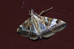 Agrioglypta fulguralis