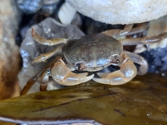 Cyclograpsus audouinii